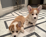 Собаки в Москве: Щенки Вельш корги пемброк Разнополые, 100 000 руб. - фото 2