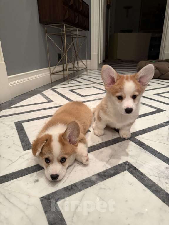 Собаки в Москве: Щенки Вельш корги пемброк Разнополые, 100 000 руб. - фото 2