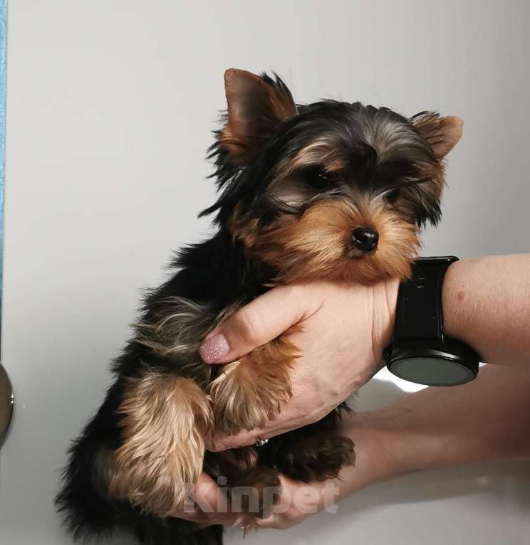 Собаки в Новосибирске: Шикарный щенок Мальчик, 27 000 руб. - фото 2