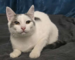 Кошки в Москве: Котик 8 месяцев Мальчик, 150 руб. - фото 4