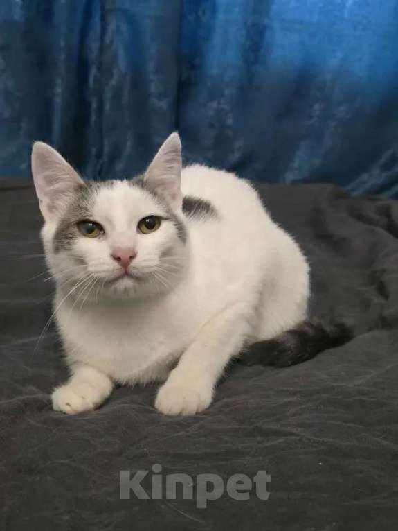 Кошки в Москве: Котик 8 месяцев Мальчик, 150 руб. - фото 4