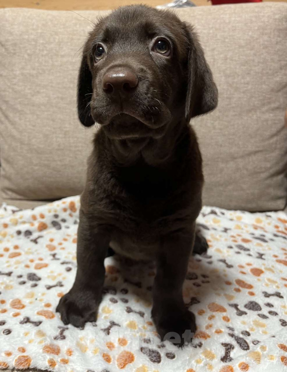 Собаки в других городах Московской области: Продаётся щенок лабрадора Мальчик, 40 000 руб. - фото 1