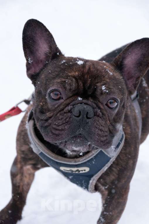 Собаки в Ногинске: Пряня ищет дом Мальчик, Бесплатно - фото 2