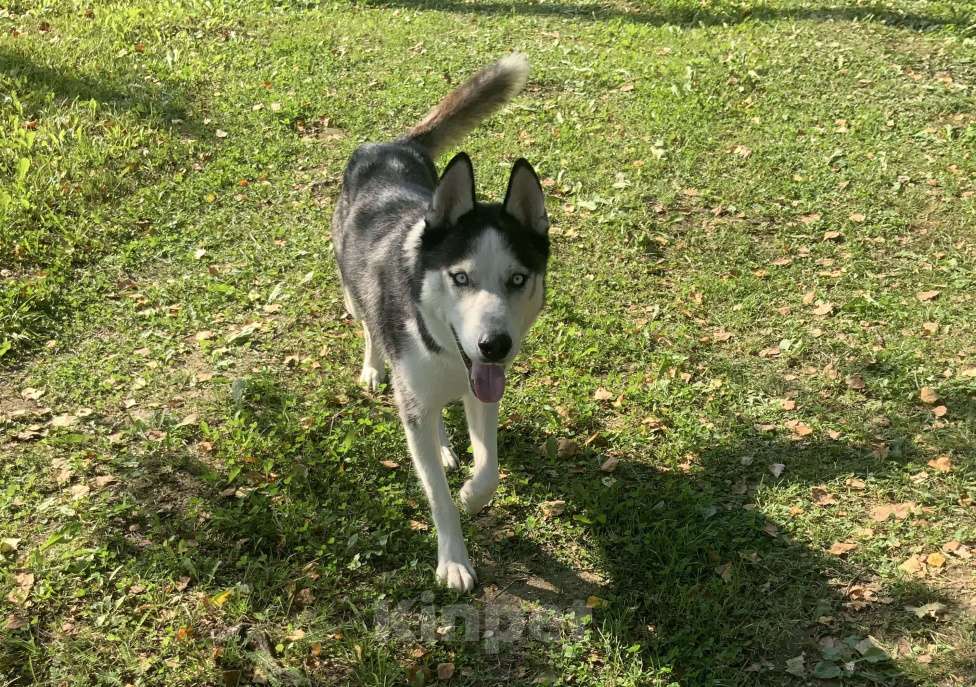Собаки в других городах Московской области: Найден Хаски в Московской области (Наро-Фаминский район) Мальчик, Бесплатно - фото 2