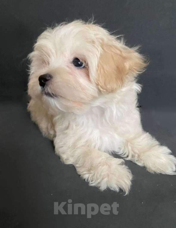 Собаки в Москве: Мальтипу f1 жемчужеого окраса Девочка, 70 000 руб. - фото 6