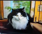 Кошки в Екатеринбурге: Воспитанный кот Сеня Мальчик, Бесплатно - фото 1