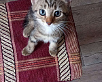 Кошки в Колпашево: Котята, 150 руб. - фото 4