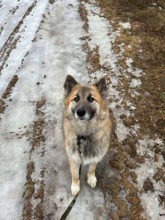 Собаки в Раменском: Лисенок Эффи хочет домой 🙏🏻🩷 Мальчик, Бесплатно - фото 2