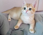 Кошки в Тюмени: Котята Британская золотая шиншилла Девочка, 40 000 руб. - фото 8