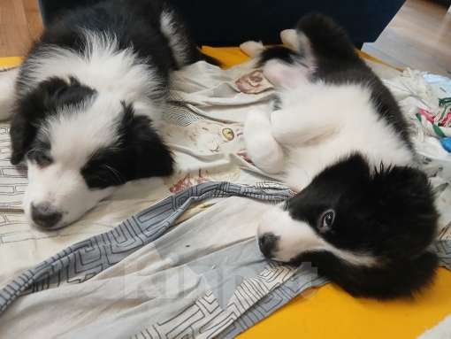 Собаки в Москве: Девочка (сука) бордер-колли: послушна и очень перспективна в аджилити Девочка, 130 000 руб. - фото 8