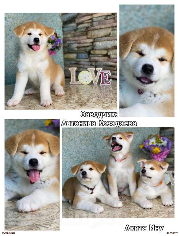 Собаки в Москве: Очаровательные малыши Акита ину  Девочка, Бесплатно - фото 1