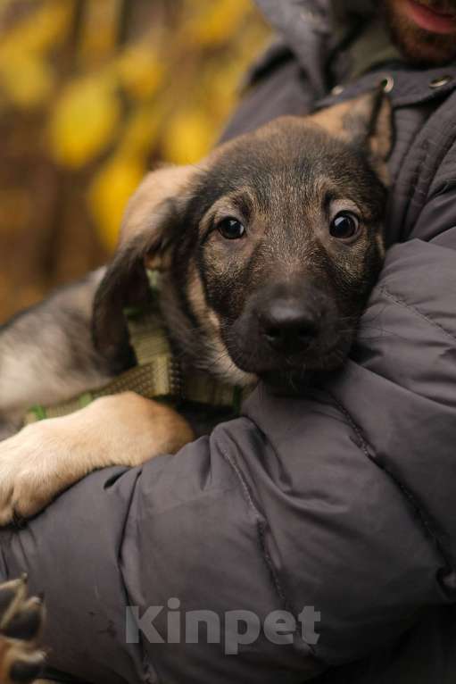 Собаки в Санкт-Петербурге: Мальчик 2 Мальчик, Бесплатно - фото 8