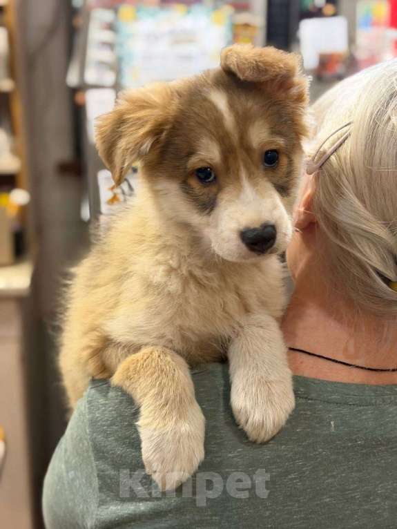 Собаки в Раменском: Маленький щенок в добрые руки Мальчик, Бесплатно - фото 4