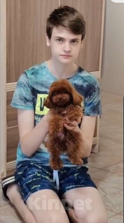 Собаки в Воронеже: Необыкновенное чудо!  Девочка, Бесплатно - фото 3