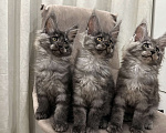 Кошки в других городах Московской области: Котик мейн кун, 2,5 месяца  Мальчик, 60 000 руб. - фото 5
