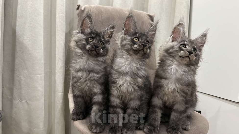 Кошки в других городах Московской области: Котик мейн кун, 2,5 месяца  Мальчик, 60 000 руб. - фото 5