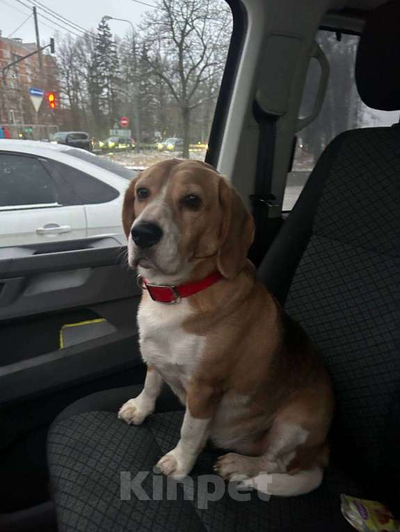 Собаки в Одинцово: Найдена собака!  Девочка, Бесплатно - фото 1