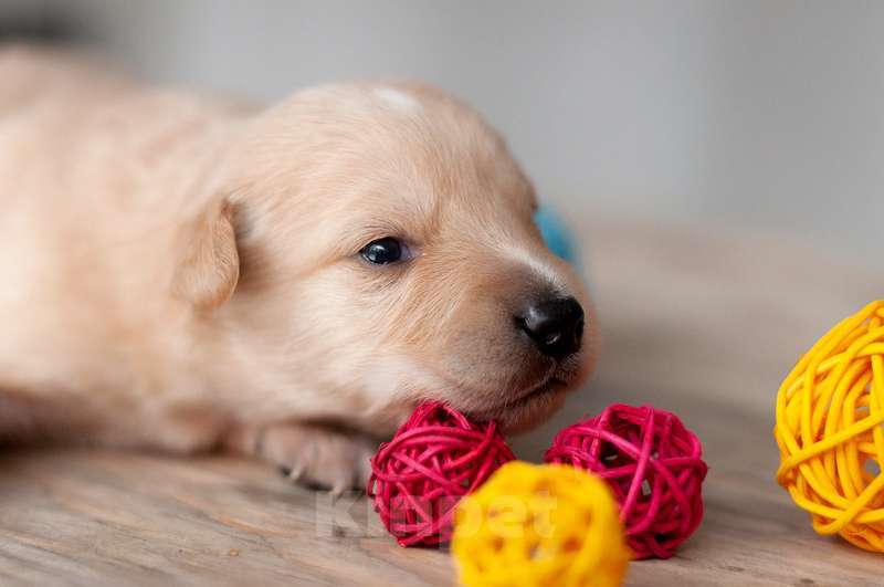 Собаки в Москве: Белые и рыжие щенки от маленькой собаки в добрые руки Девочка, Бесплатно - фото 6