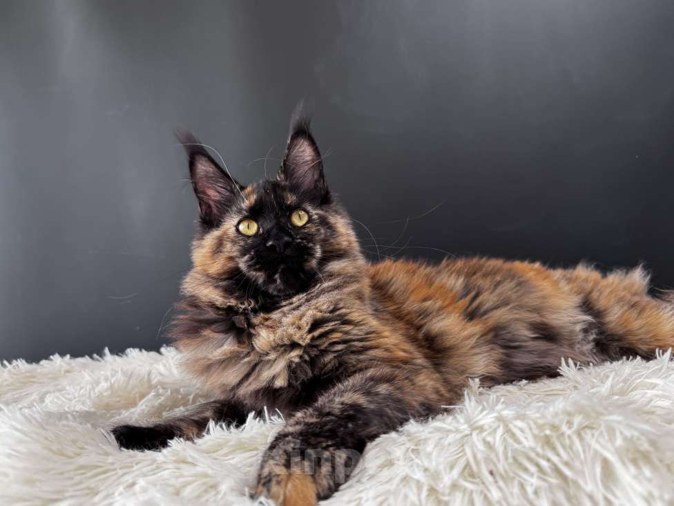 Кошки в Москве: Девочка Мейн Кун LaCie Девочка, 60 000 руб. - фото 4