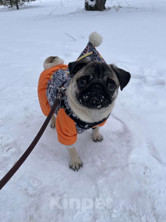 Собаки в Омске: Любящий Мопсик в любящую семью  Мальчик, 15 000 руб. - фото 2