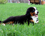 Собаки в Москве: Щенок Бернского Зенненхунда Мальчик, Бесплатно - фото 3