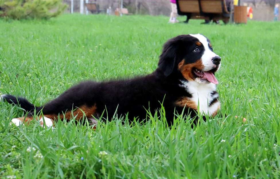 Собаки в Москве: Щенок Бернского Зенненхунда Мальчик, Бесплатно - фото 3
