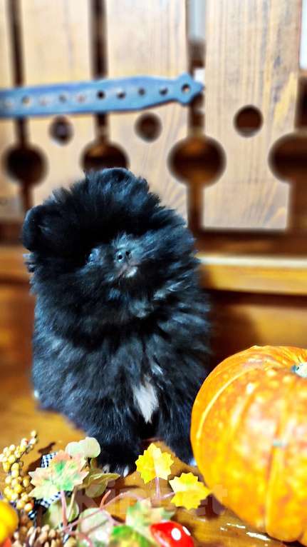 Собаки в Раменском: Померанский шпиц мальчик.  Мальчик, 50 000 руб. - фото 3