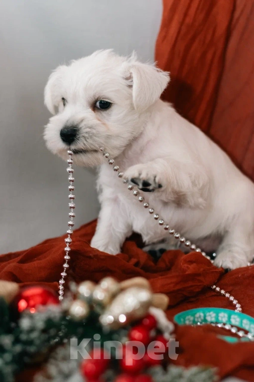 Собаки в Краснодаре: Цвергшнауцер. Щенок  Мальчик, 60 000 руб. - фото 4