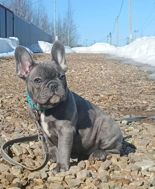 Собаки в Москве: Данко голубой тигр Мальчик, 55 000 руб. - фото 2