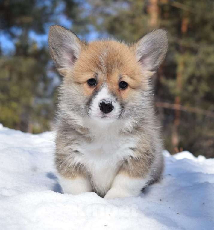 Собаки в Курганинске: Щенки вельш-корги пембок Девочка, Бесплатно - фото 2