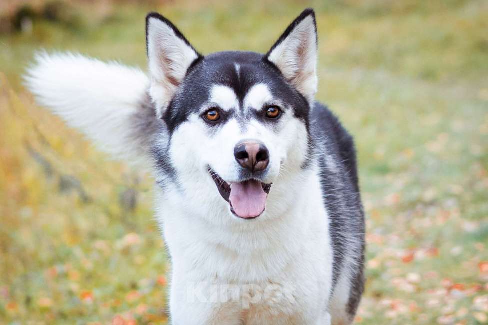 Собаки в Москве: Вест - собака-компаньон Мальчик, Бесплатно - фото 2