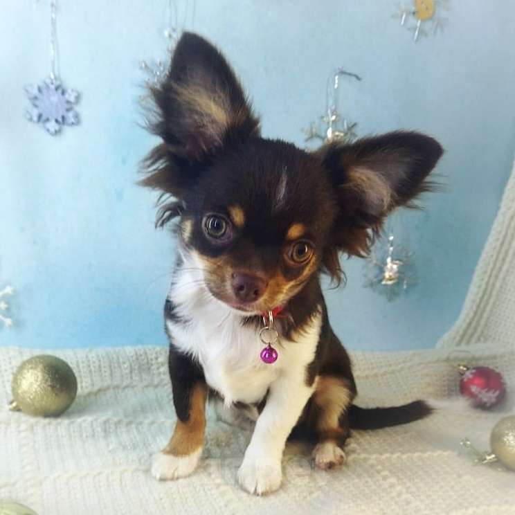 Собаки в Санкт-Петербурге: Щенок чихуахуа мальчик  Мальчик, 75 000 руб. - фото 3