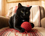 Кошки в Москве: черный кот Шарфик ищет семью Мальчик, Бесплатно - фото 4