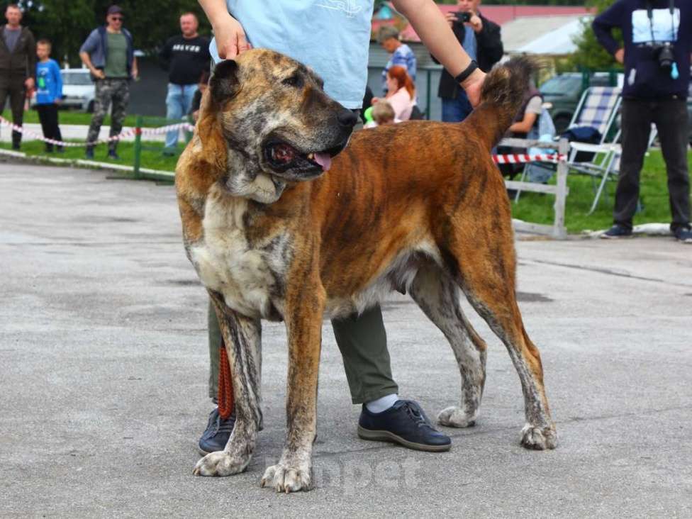 Собаки в Новосибирске: Щенок алабая (среднеазиатской овчарки) Девочка, 50 000 руб. - фото 5