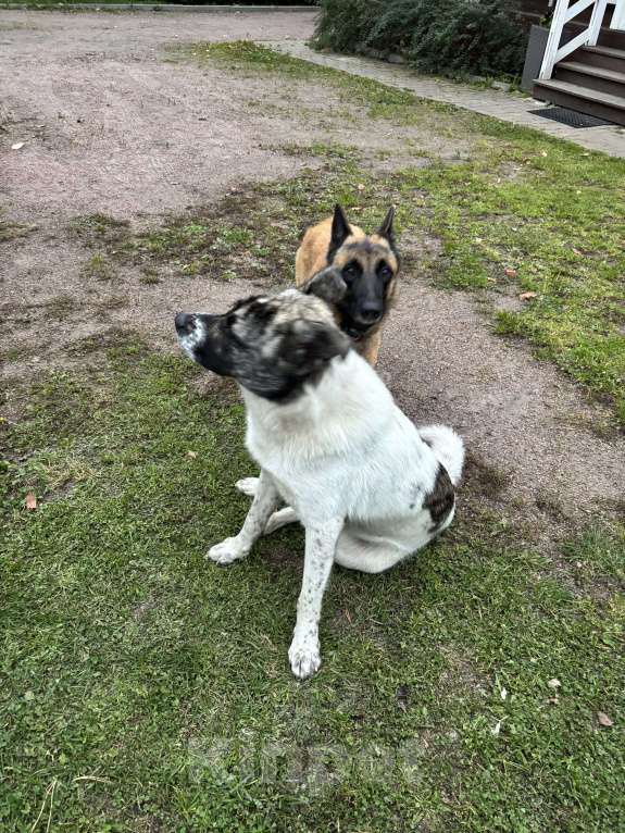 Собаки в других городах Ленинградской области: Метис алабая и кавказской овчарки Мальчик, Бесплатно - фото 3