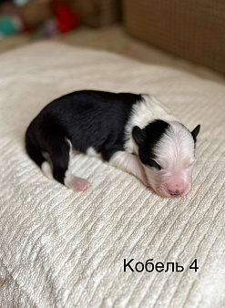 Щенки Бордер Колли