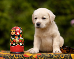 Собаки в Москве: Палевый щенок Лабрадора от родителей Чемпионов Мальчик, Бесплатно - фото 4