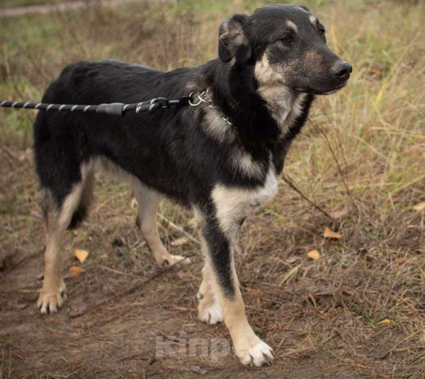 Собаки в Раменском: Хорошей девочке -хорошие руки Девочка, Бесплатно - фото 3