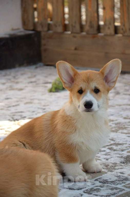 Собаки в Симферополе: Щенок корги Мальчик, 60 000 руб. - фото 3