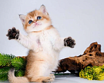 Кошки в Москве: Британские котята. Золотые шиншиллы Мальчик, Бесплатно - фото 5