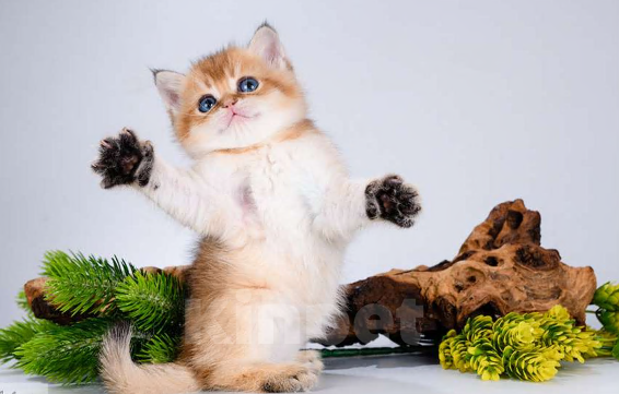 Кошки в Москве: Британские котята. Золотые шиншиллы Мальчик, Бесплатно - фото 5