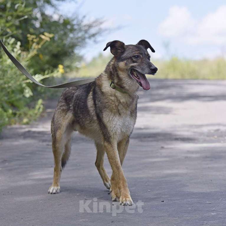 Собаки в Москве: Тобик Мальчик, Бесплатно - фото 3