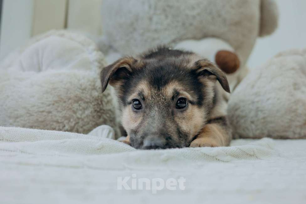 Собаки в Москве: Щенок Абай ищет дом  Мальчик, Бесплатно - фото 2