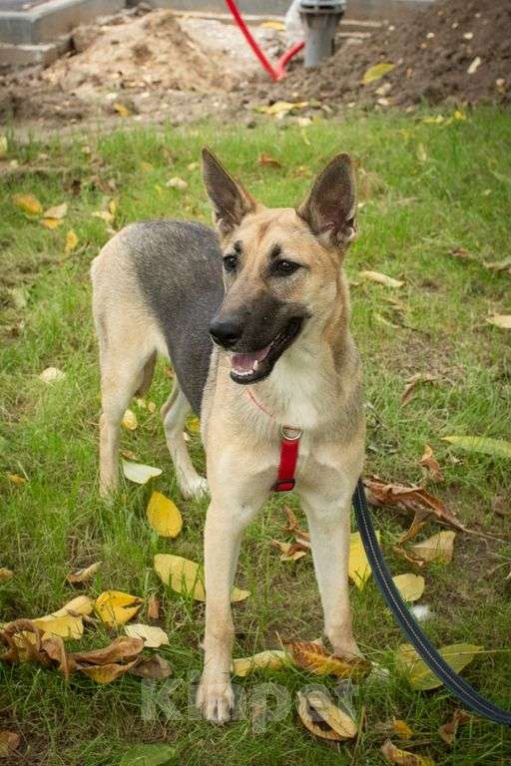 Собаки в Москве: Ева Девочка, Бесплатно - фото 4