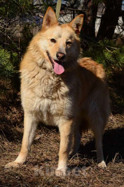 Собаки в Воронеже: Собака компаньон в поисках дома Мальчик, Бесплатно - фото 3