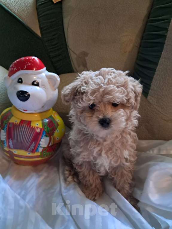 Собаки в Сочи: Щенки Примиум класса Мальчик, 150 000 руб. - фото 5