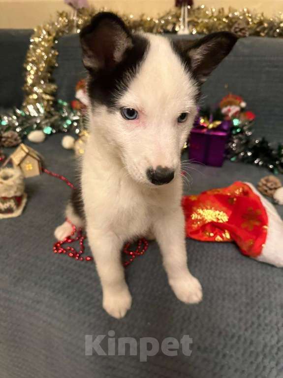 Собаки в Лосином-Петровском: Орфей якутята ппбж Мальчик, Бесплатно - фото 8