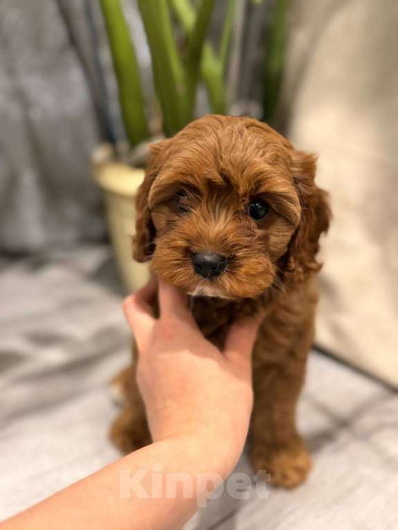 Собаки в Москве: Шикарный мини мальчик кавапу Мальчик, Бесплатно - фото 1