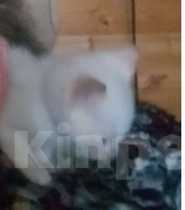 Кошки в Москве: Шотландский вислоухий белый котенок Девочка, 5 000 руб. - фото 2