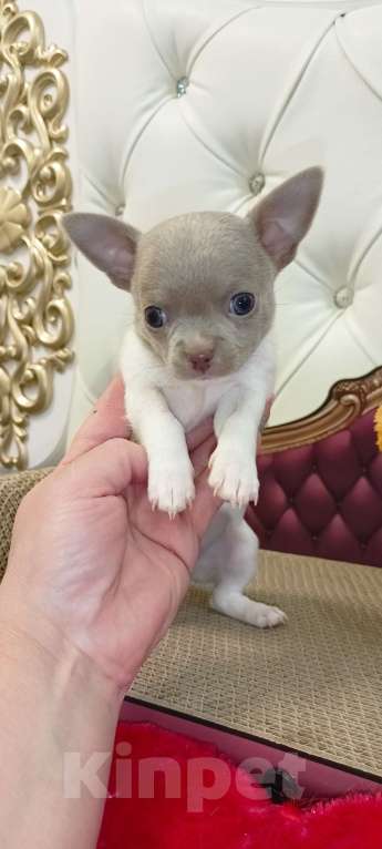 Собаки в Самаре: Продаю малышей чихуахуа, мальчики и девочки. Готовы к переезду, кушают корм. Мальчик, 23 000 руб. - фото 3